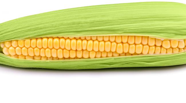 corn和maize的区别