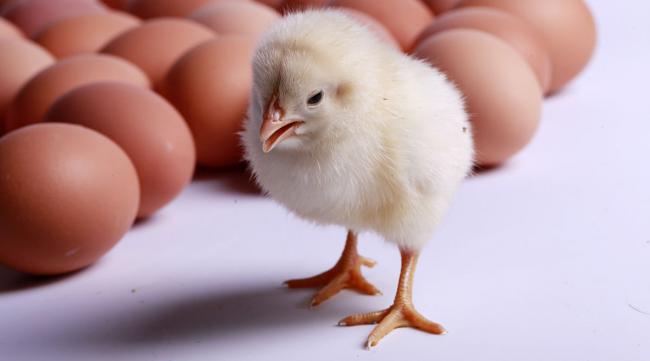 鸡下出来的蛋,怎么孵成小鸡呢