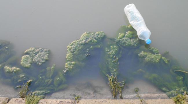 水管灰藻怎么消灭掉