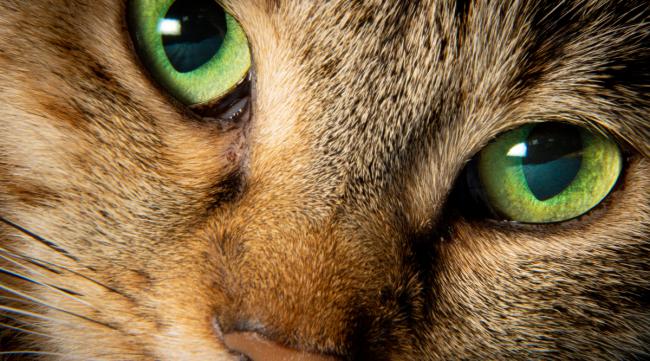 猫的眼睛为什么会发绿光