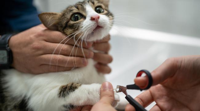 猫体检前注意事项
