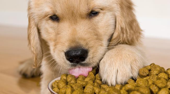 25天小狗能吃狗粮吗