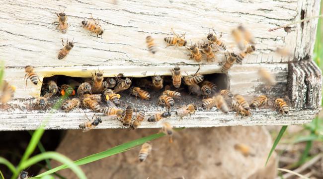蜜蜂是如何进行空中筑巢的呢