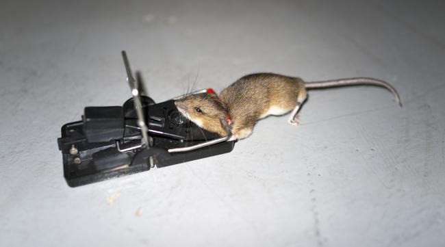 有效快捷的捉老鼠方法