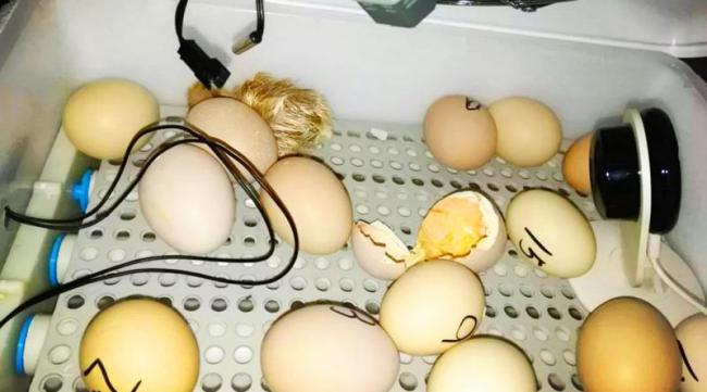鸡蛋孵化小鸡的全过程