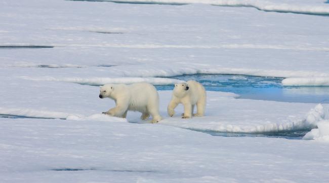 北极熊怎么到北极的