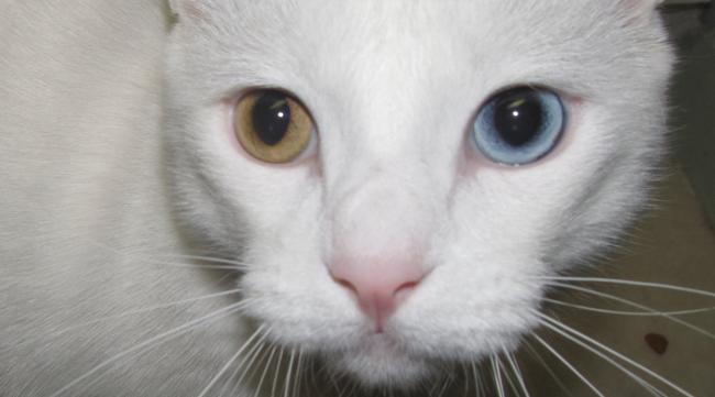 小猫瞳孔颜色变浅