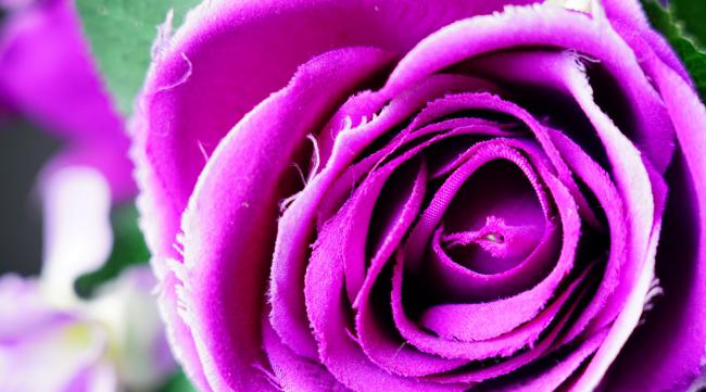 紫色妖姬花语是什么意思