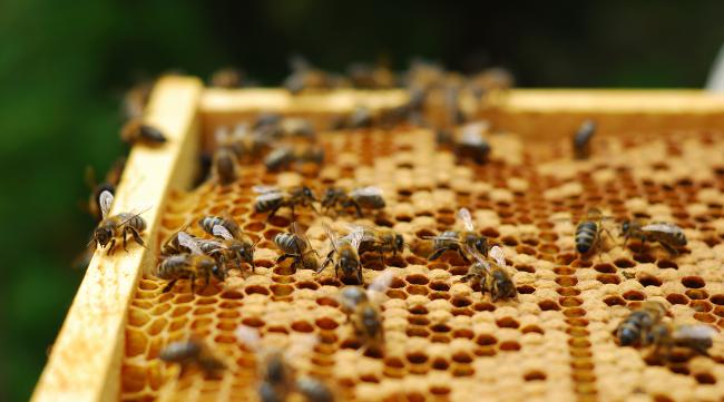蜜蜂市场里有蜜蜂视频吗