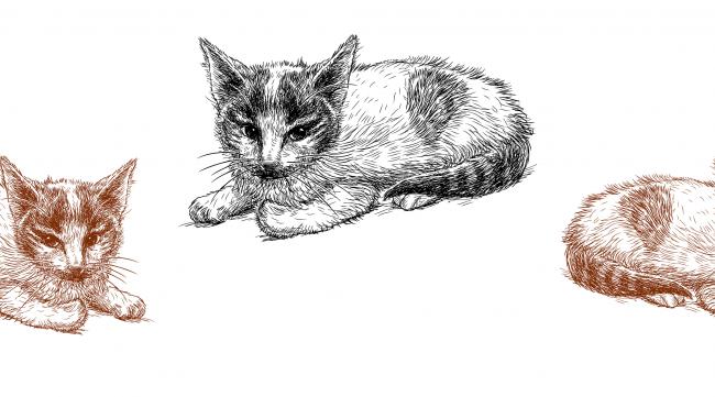 怎样用铅笔画可爱小猫