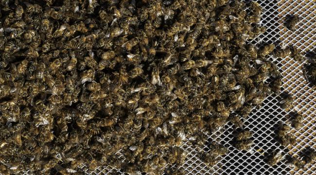 饥荒海难怎么养蜜蜂