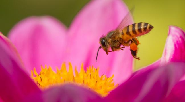 蜜蜂是先采蜜还是先采粉呢