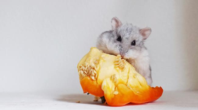 仓鼠能吃橘子吗
