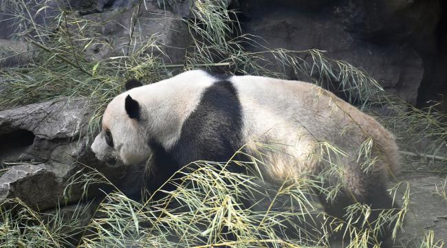 大熊猫吃不吃肉呢
