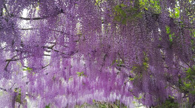 盆栽紫藤花的养殖方法