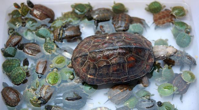 家里怎么繁殖乌龟呢