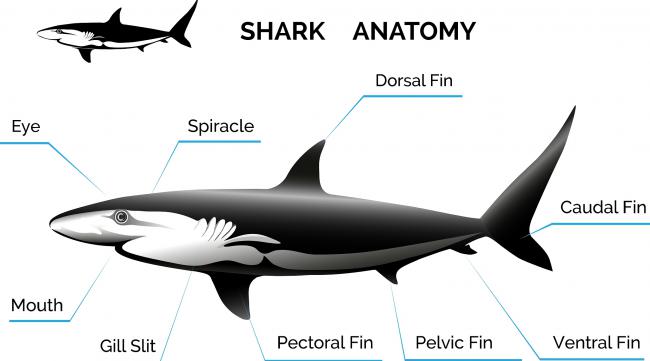 鲨鱼各部位名称及作用