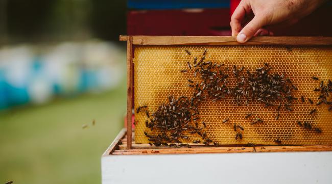 收到蜜蜂怎么开箱子