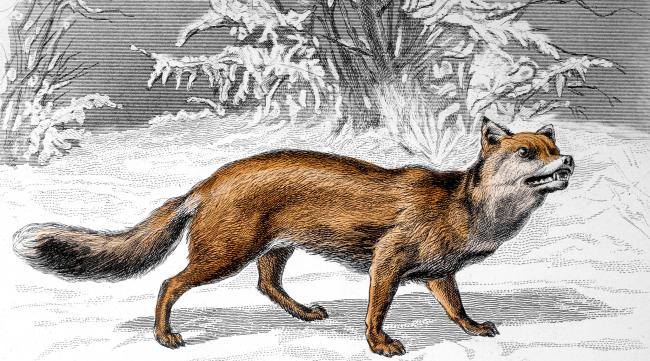 狐狸的来源和历史