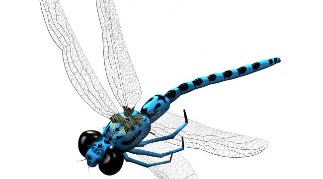 蜻蜻蜓怎么进化