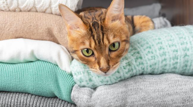 猫咪衣服编织教程 简单版