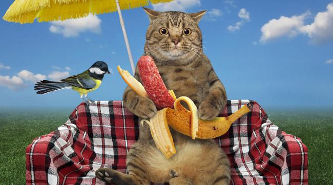 猫咪可以吃香蕉吗