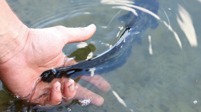 黑坑鮰鱼怎么钓最有效