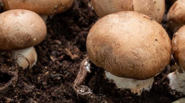 怎样在家里种植蘑菇