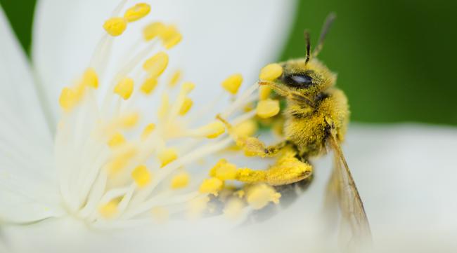 蜜蜂是如何传花粉的呢