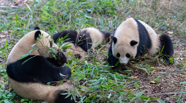 熊猫一天吃多少竹子肉
