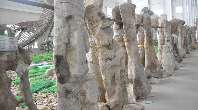 大理石树有几个阶段