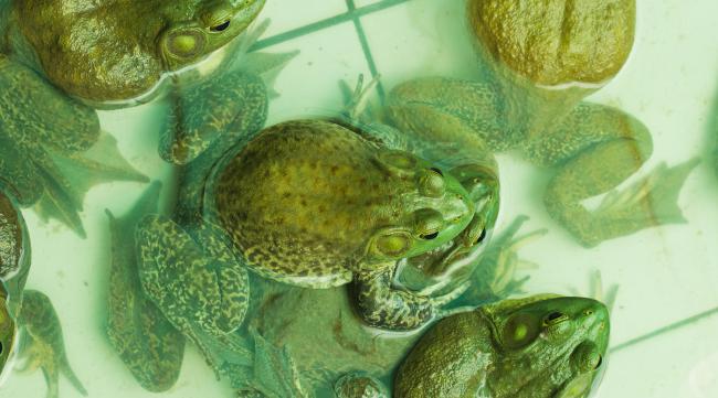 金钱蛙的养殖方法和注意事项图片