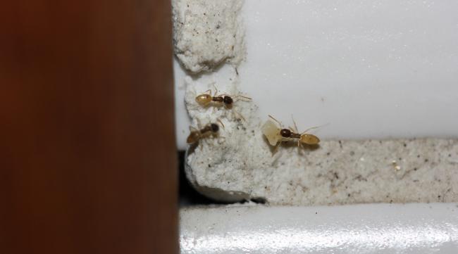 家里有白蚂蚁怎么办
