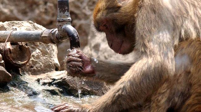 世界不喝水的动物排行榜图片