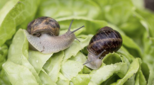 蜗牛喜欢吃生菜叶吗