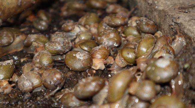 养殖白玉蜗牛效益怎样呢