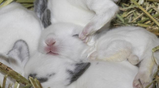 刚出生的小兔子怎么照顾呢