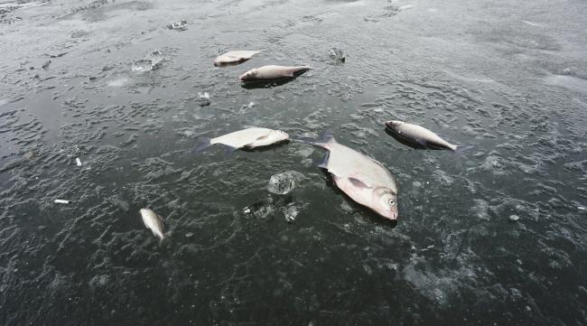 冬天水温度低会不会导致鱼死了