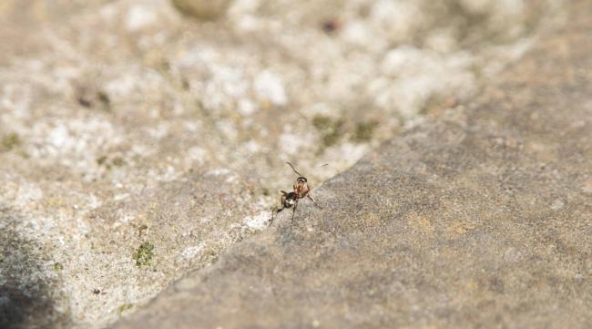 蚂蚁在沙漠遇到危险了怎么办呢