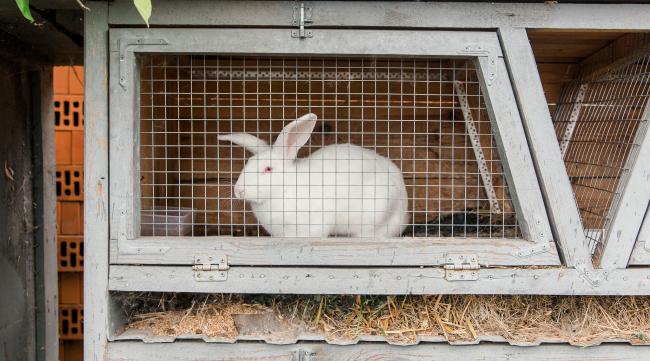 兔子在笼子里怎么给它做窝呢