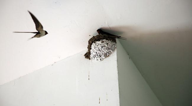 小鸟躲进屋里天花板怎么赶出去呢