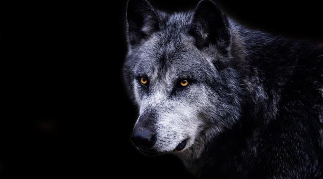 狼的眼睛为什么晚上会发光