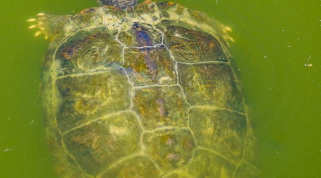 乌龟在水里吐泡泡正常吗