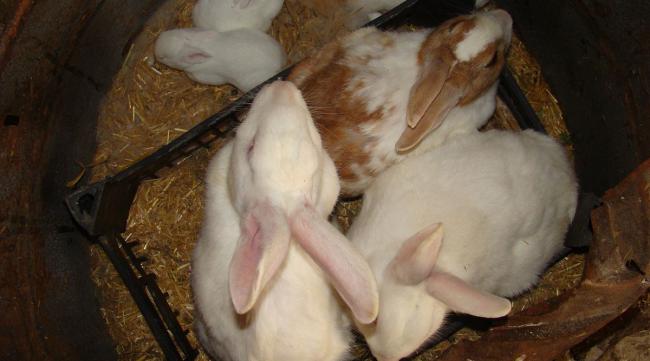 家庭如何养殖兔子
