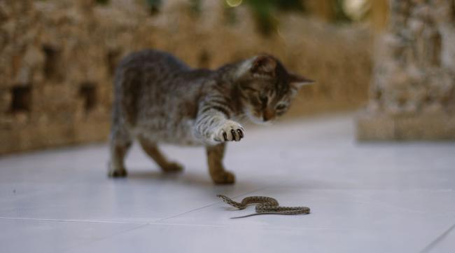 猫遇到蛇什么反应