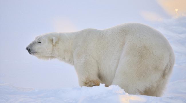 北极熊体重有多少吨