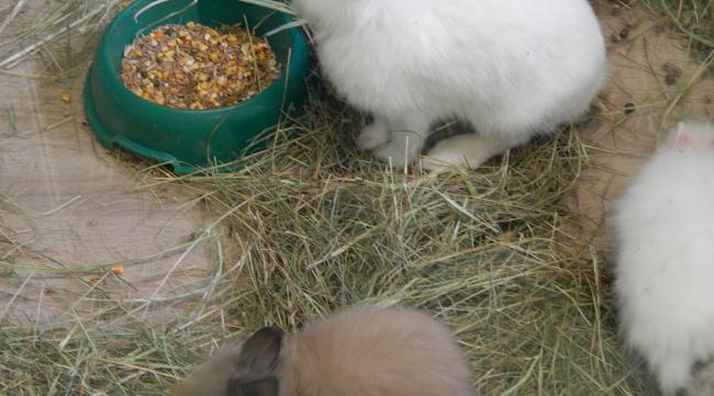 刚买回来的小兔子怎么喂养