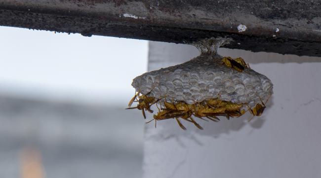 蜜蜂在窗户筑巢如何赶走