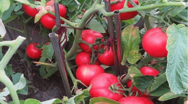 盆栽小番茄种子种植方法全过程图