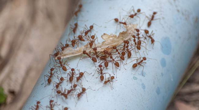蚂蚁之间会有传染病吗